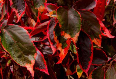 Acalypha wilkesiana - آکالیفا ویلکزیانا